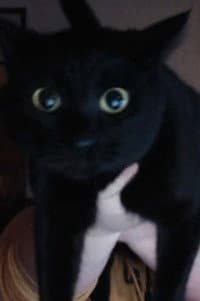 Kitty