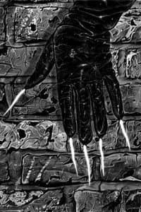 Man with Claws