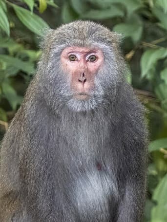 Biographies of the Formosan Macaque afişi