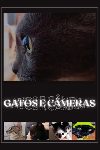Gatos e Câmeras afişi