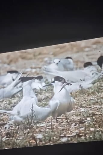 Pescăruși cu aripi curate afişi