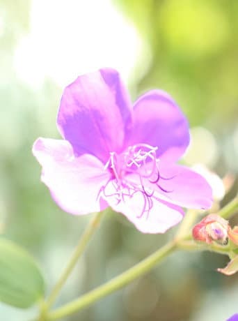 Santa Rosa afişi