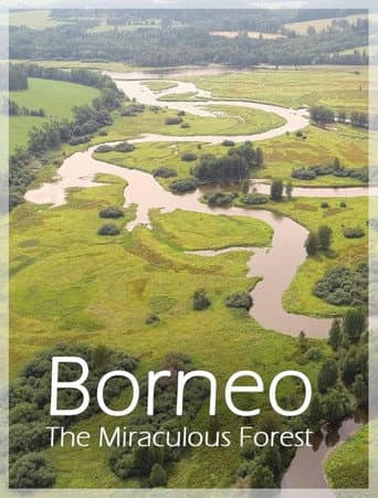 Bornéo, la forêt miraculée afişi