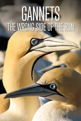 Gannets: The Wrong Side of the Run afişi