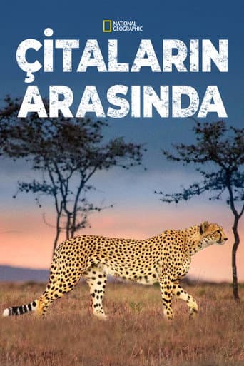 Çitaların Arasında afişi