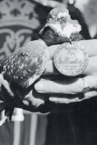 War Pigeon afişi