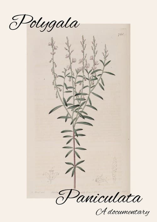Polygala Paniculata afişi