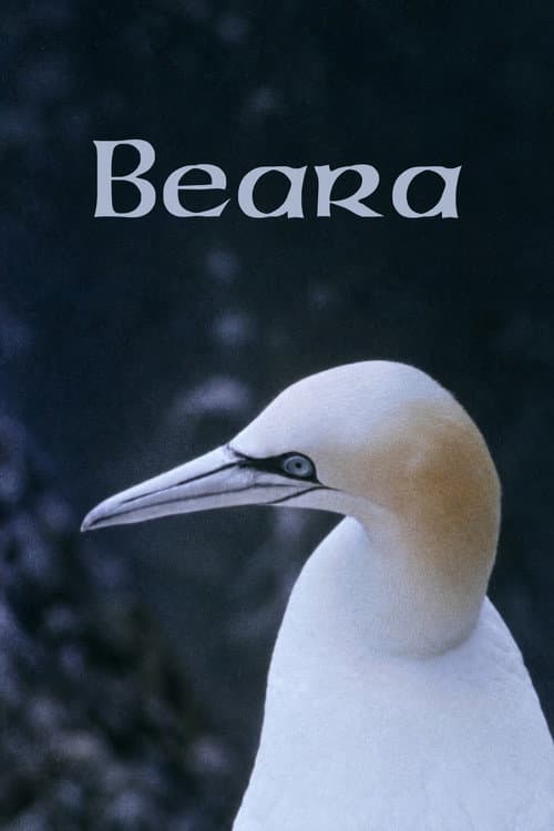 Beara afişi