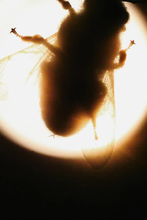 Camera Insectorum - Apis Mellifera afişi