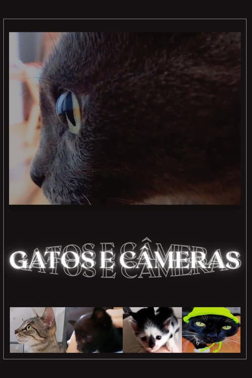 Gatos e Câmeras afişi