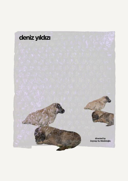 Deniz Yıldızı