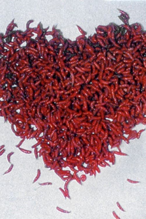15th February afişi