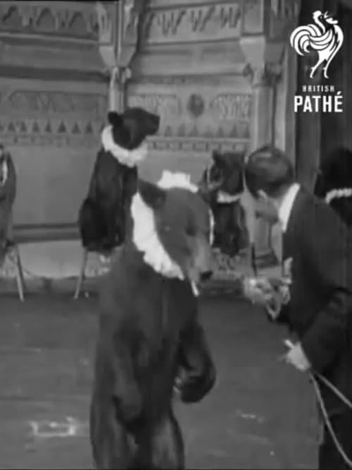 Trained Bears afişi