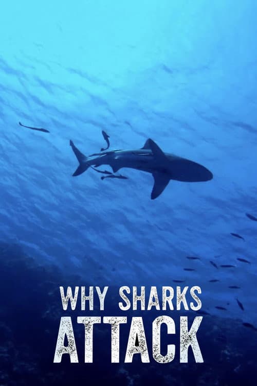 Why Sharks Attack afişi