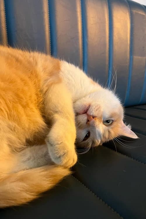 Osman The Cat