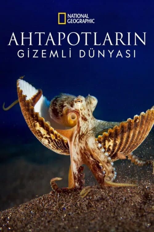 Ahtapotların Gizemli Dünyası afişi