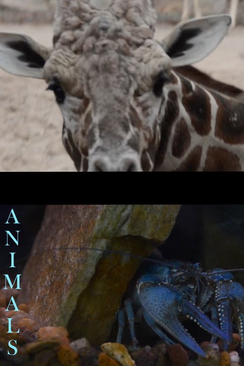 Animals afişi