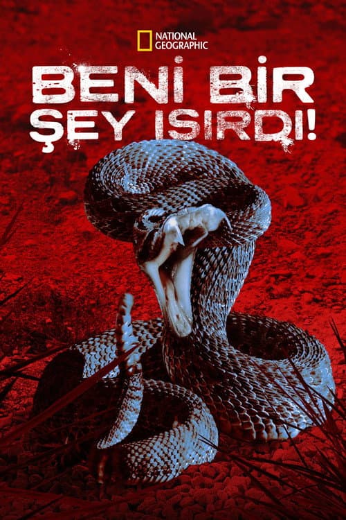 Beni Bir Şey Isırdı! afişi
