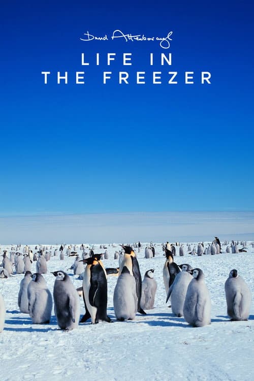 Life in the Freezer afişi