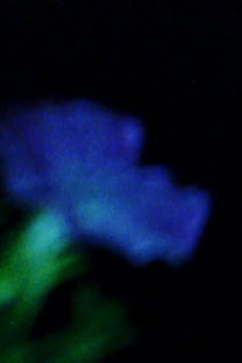 Night Folly afişi