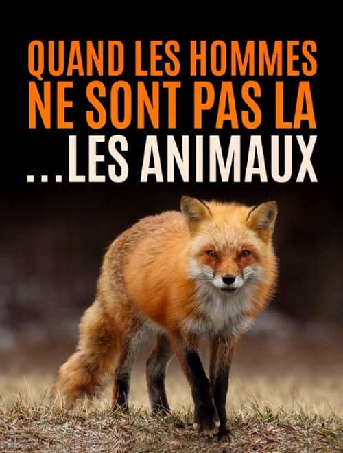 Quand l’homme n’est pas là... les animaux dansent ! afişi