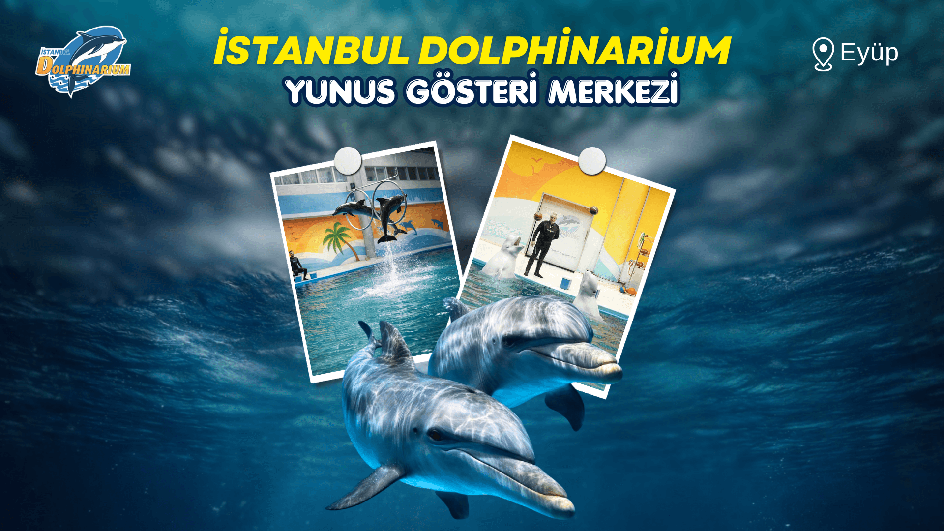 İstanbul Dolphinarium Yunus Gösterileri
