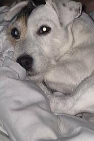Doudou
