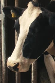 Daisy the Cow