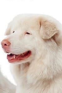 Hima