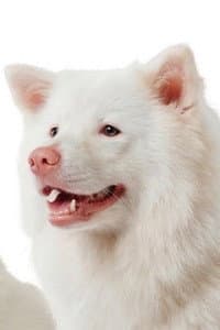 Meechok