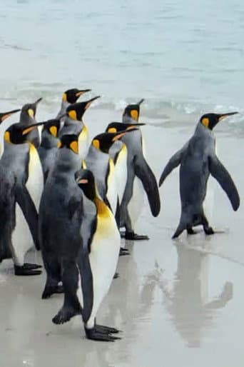 King Penguins in North Malvinas afişi