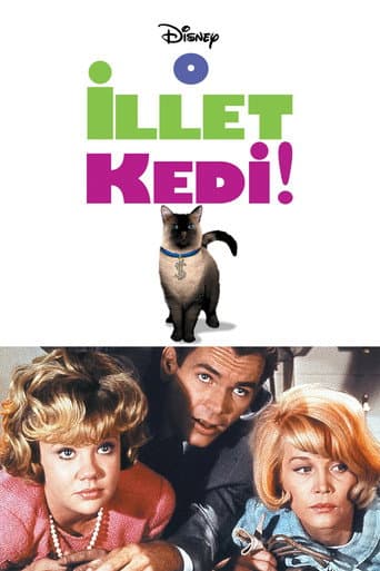 O İllet Kedi afişi