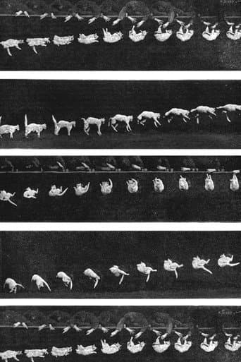 The Boxing Cats (Prof. Welton's) afişi