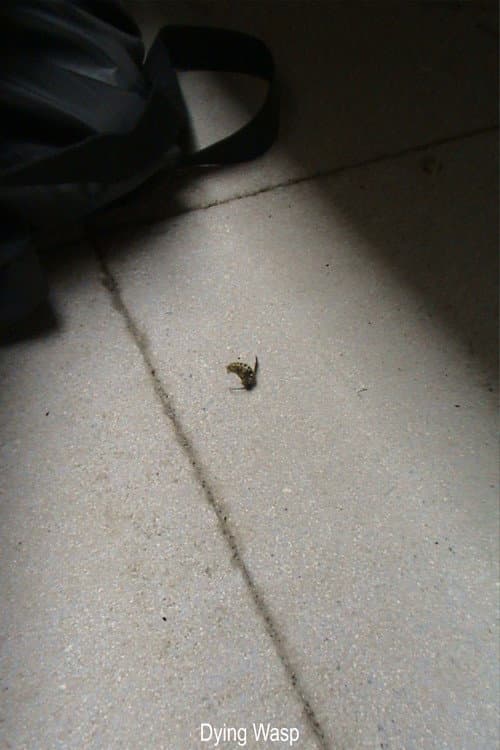 Dying Wasp