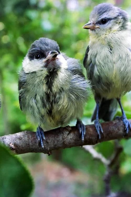 Superbirds - The Secret Life of Tits afişi