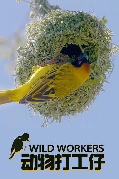 Wild Workers afişi