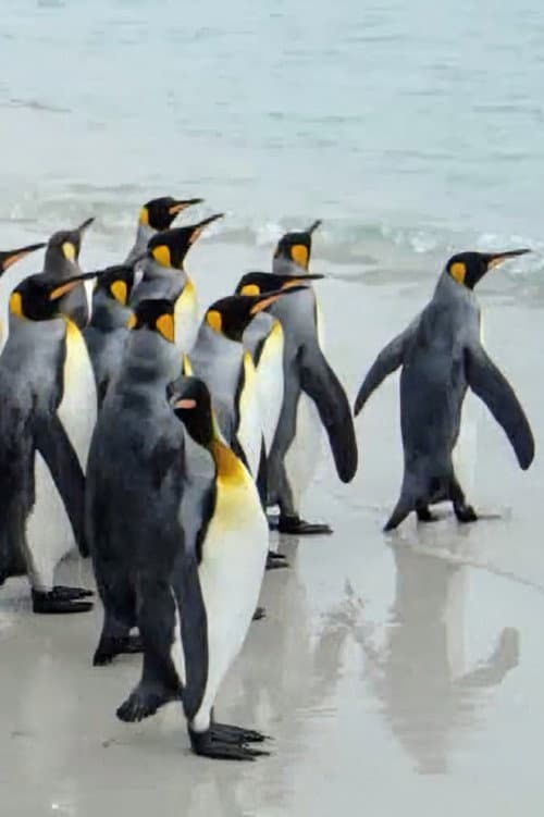 King Penguins in North Malvinas afişi