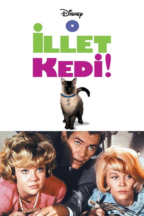 O İllet Kedi afişi