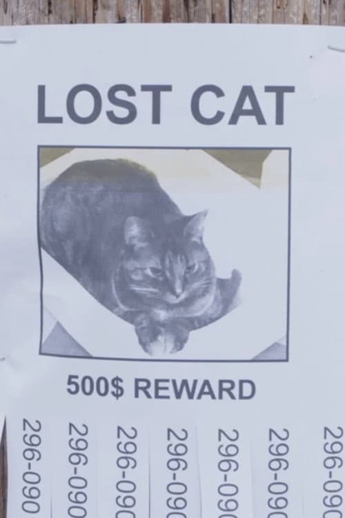 Lost Cat afişi