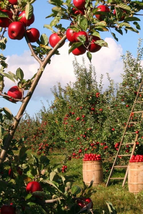 Harvesting the Land afişi