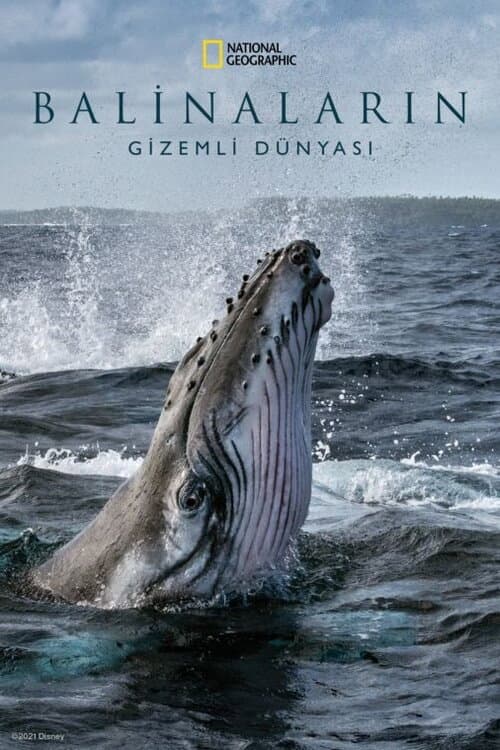 Balinaların Gizemli Dünyası afişi