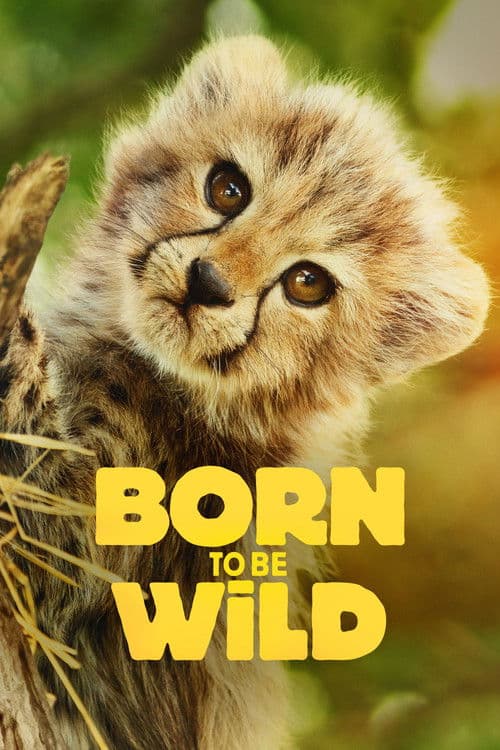 Born to Be Wild afişi