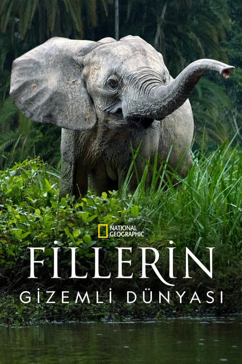 Fillerin Gizemli Dünyası afişi