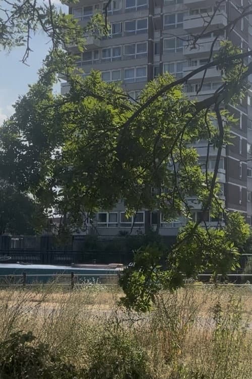 Wild Blackberries afişi