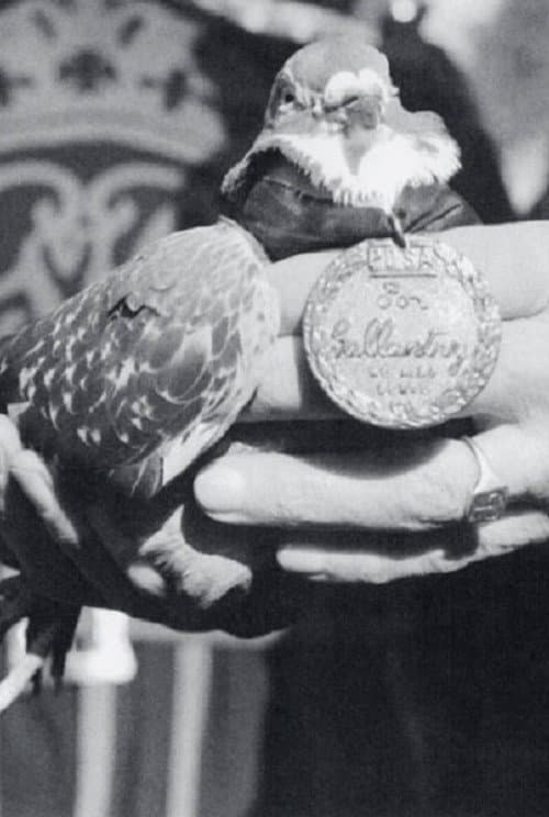 War Pigeon afişi